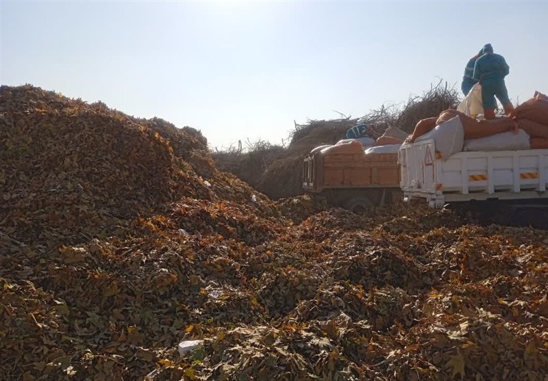 معبرهای پاییزی در بوستان‌های بزرگ مشهد/تبدیل200 تن برگ پاییزی به کود آلی