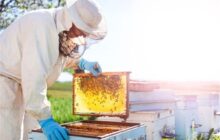 چهارمحال و بختیاری دارای 304 هزار کلنی زنبور عسل است
