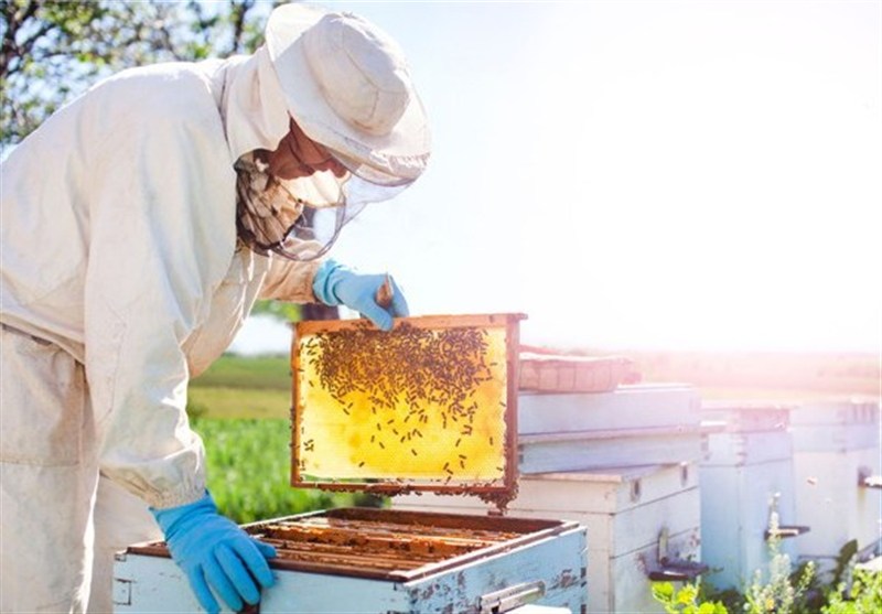 چهارمحال و بختیاری دارای 304 هزار کلنی زنبور عسل است