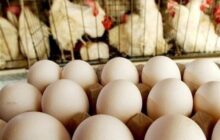 افزایش بی سابقه قیمت تخم مرغ در سایه نبود نظارت
