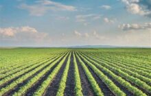 اجرای طرح کاداستر در یک میلیون و 220 هزار هکتار اراضی کردستان