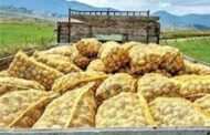 صادرات سیب‌زمینی تا پایان سال ممنوع شد