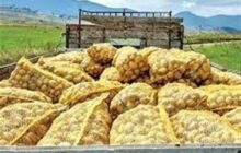 صادرات سیب‌زمینی تا پایان سال ممنوع شد