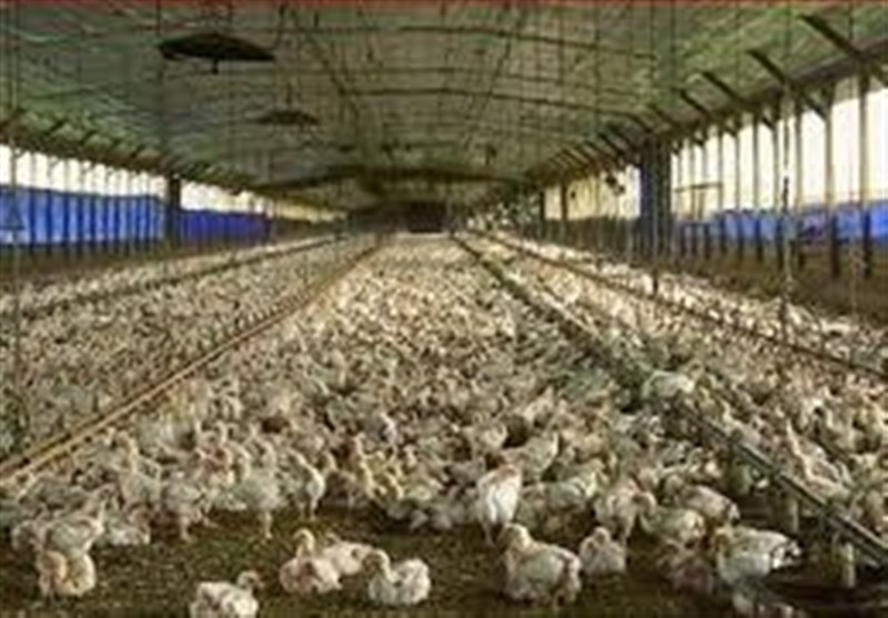 جوجه‌ریزی 1.9 میلیون قطعه‌ای در مرغداری‌های استان بوشهر