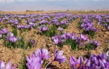 کشت زعفران در 28 هکتار ‌اراضی بروجرد با پیش‌بینی برداشت 140 کیلو محصول