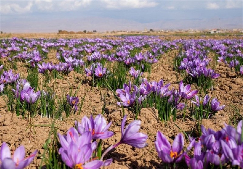 کشت زعفران در 28 هکتار ‌اراضی بروجرد با پیش‌بینی برداشت 140 کیلو محصول