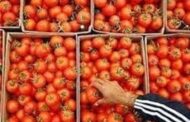 صادرات گوجه‌ تا پایان سال ممنوع شد