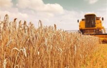 سردرگمی در آمار گندم؛ 14 میلیون تن تولید یا 8.5 میلیون تن خرید؟