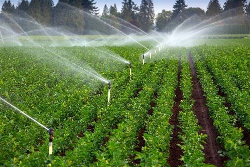 جهش 118 درصدی سرمایه‌گذاری در کشاورزی خراسان رضوی/ثبت اشتغال 1200 نفر