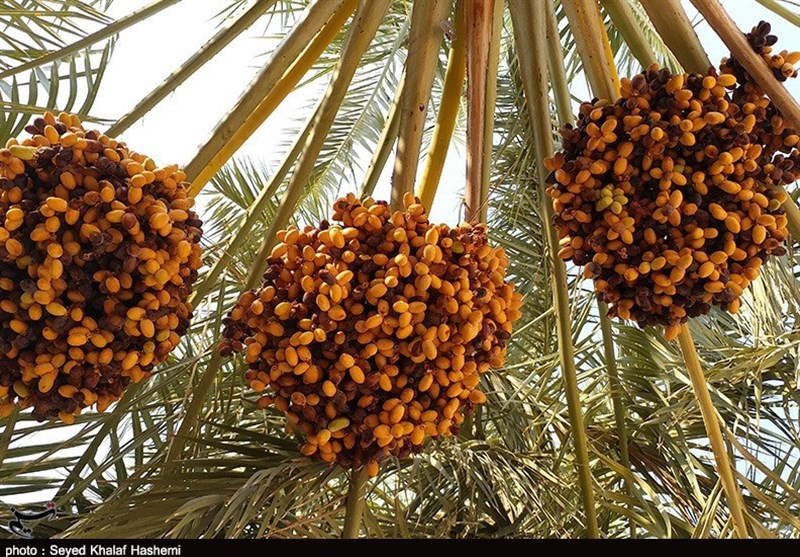 زرین‌دشت در مسیر رونق صادرات خرما؛ پیش‌بینی تولید 1400 تن خرما